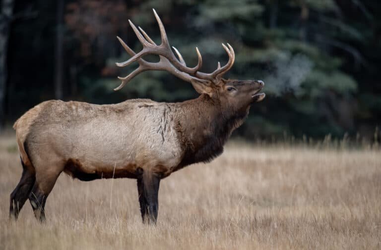 Epic Elk Antlers: A Must See for Hunting Preparation
