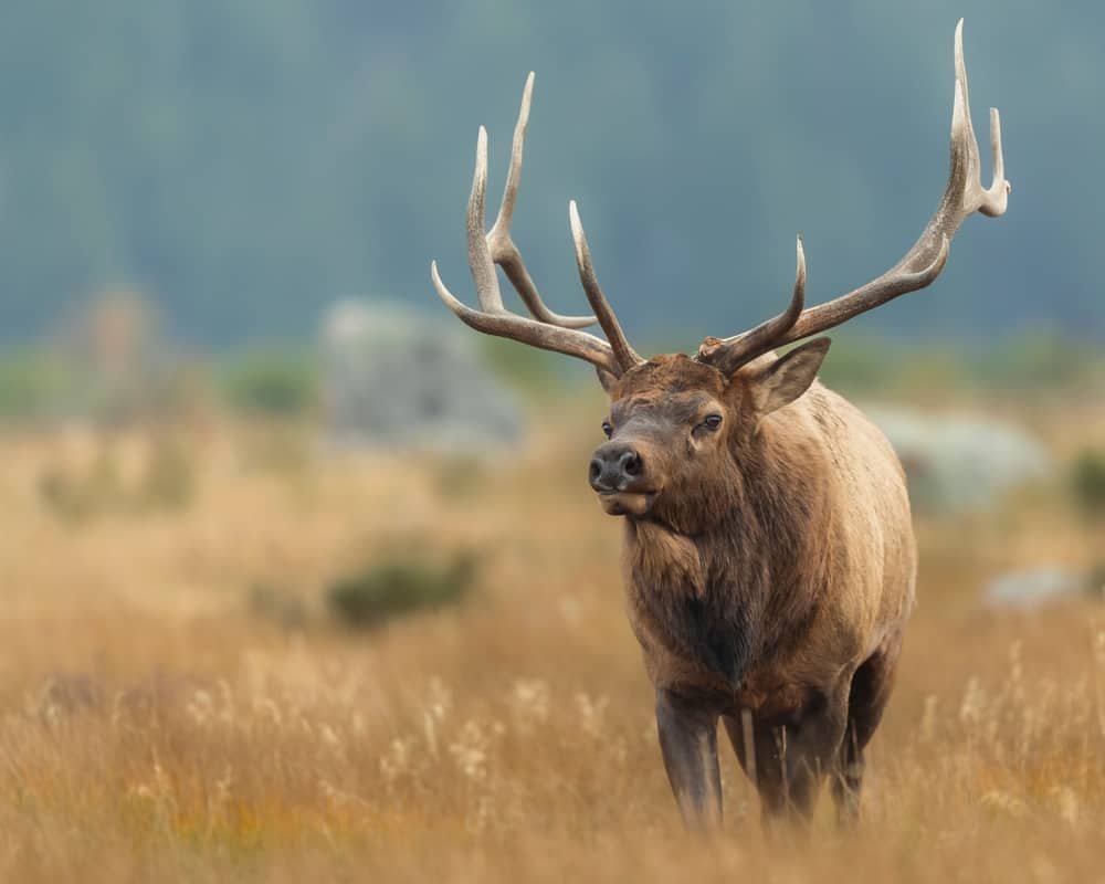 elk hunting montana