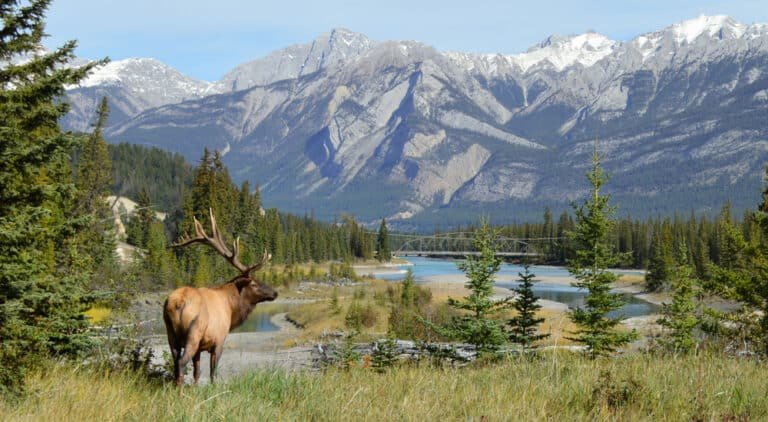 Top Elk Hunting Destinations – These Are The Best
