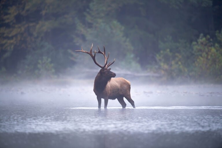 Memorable Elk Hunting Trips – Get Your Tickets Now!