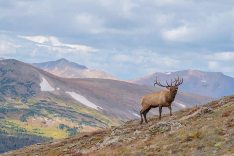Expert Tips From Experienced Elk Hunters – Know Before You Go