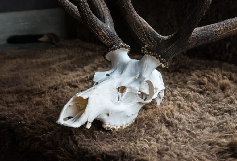 Elk Skulls 101: How to Clean, Prepare, and Present