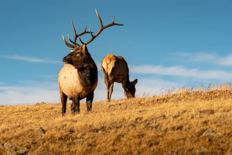 The Essence of the Wild: Discover Mesmerizing Elk Photos
