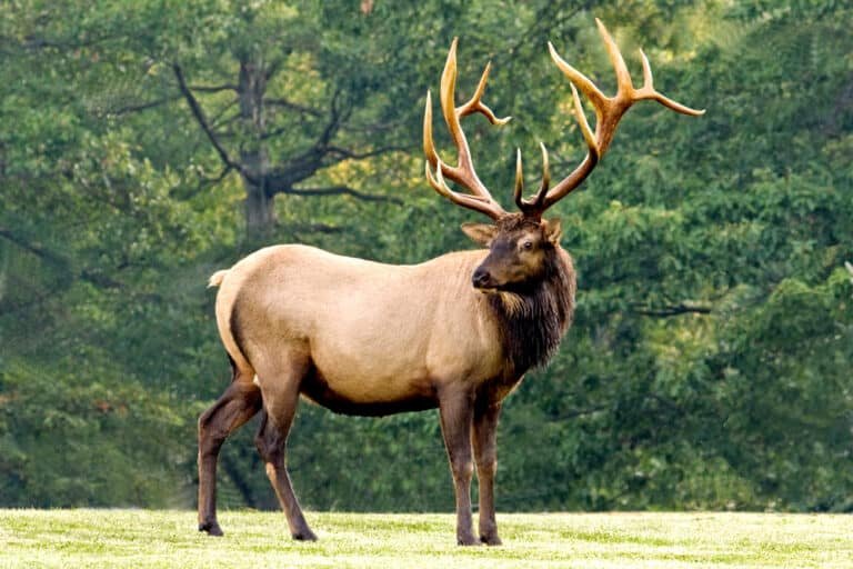 Elk Hunting Season Dates: What You Need to Know