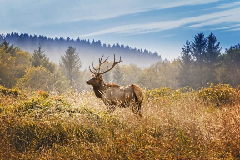 Mastering the Art of Elk Hunting – Secrets You Should Know