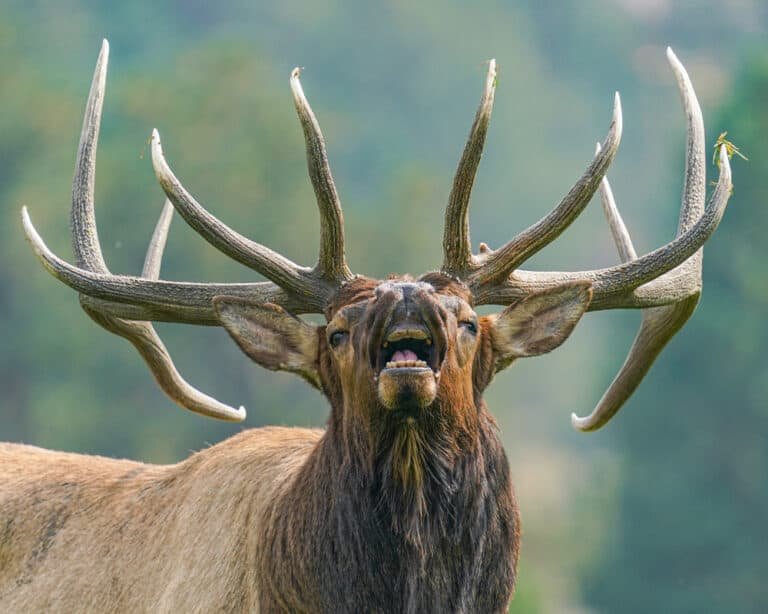 Behind the Antlers: The Remarkable World of Female Elk