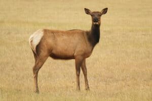female elk