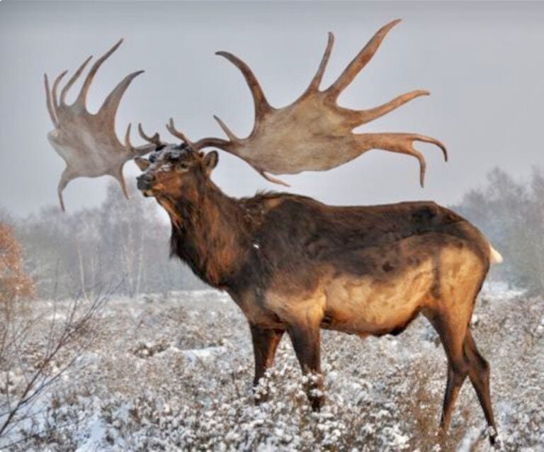 Irish Elk Hunting: Everything You Need to Know