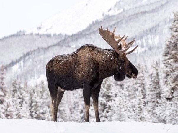 Moose vs Elk – The Differences You Need to Know