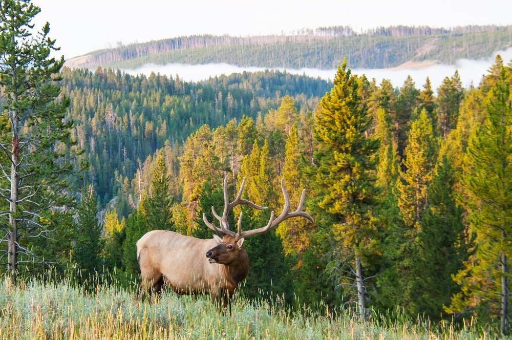hunting bull elk on private land give a slight edge or upper end to jack o'connor