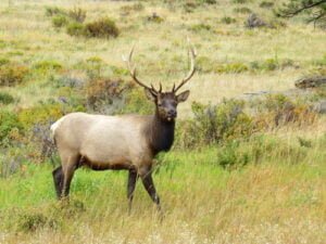 video guides to elk hunting