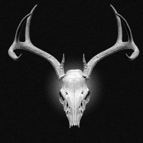 preservation techniques for elk skulls