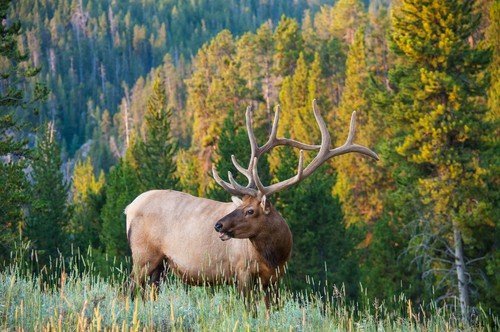 Elk Hunting Montana – An Epic Hunt in Big Sky Country