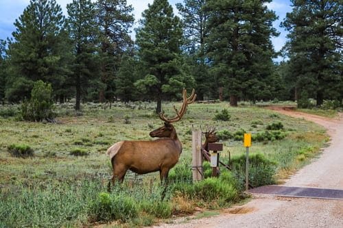 Arizona Elk Hunting: Where You Want to Be!