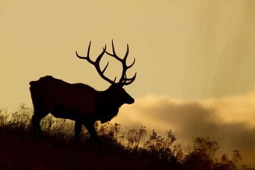 Idaho Elk Hunting: What You Need to Know