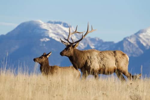 New Mexico Elk Hunting: Navigating the Land of Enchantment