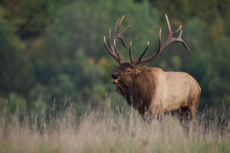 Successful Elk Hunting in Pennsylvania – What You Must Know
