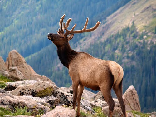 Utah Elk Hunting: Success Secrets in the Beehive State’s Backcountry