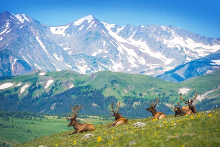 Ultimate Guide to Colorado Elk Hunting: What to Know